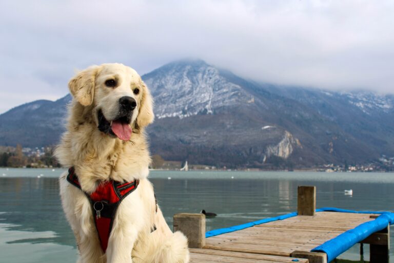 chien à Annecy