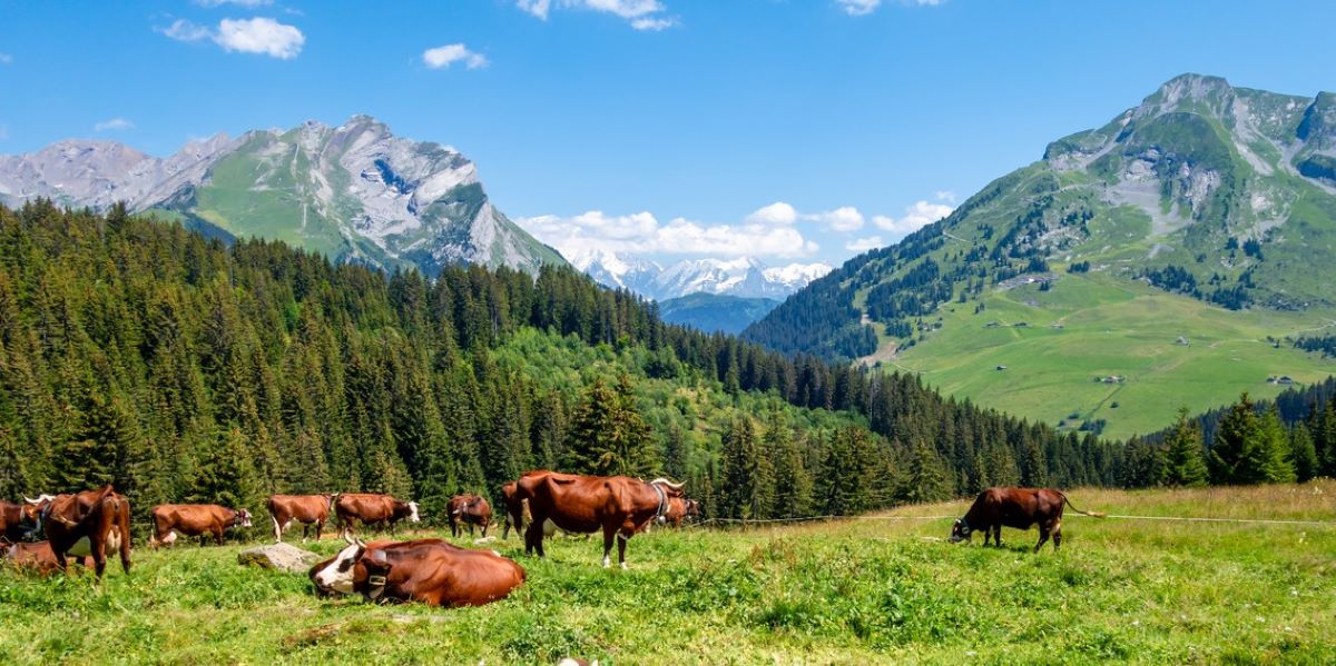 La-Clusaz-vaches