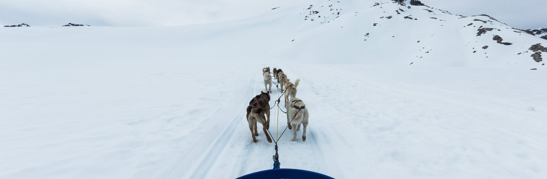Chiens de traineaux dans un paysage enneigé