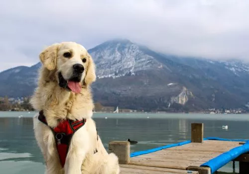 chien annecy au bord du lac
